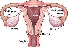 Female Reproductive System
